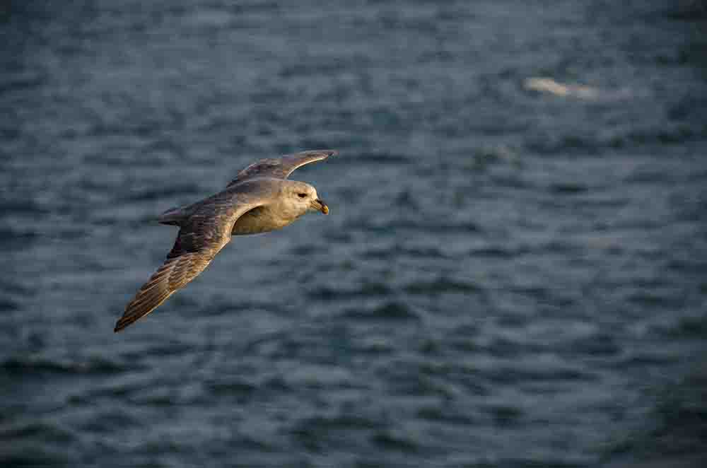 Gaviota Hiperborea - islas Svalbard - Noruega.jpg